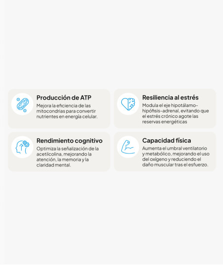 IVB Energy UP 60 Cápsulas e